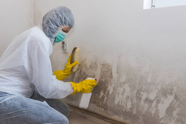 Professional Mold Inspection in Glen Ellen, CA